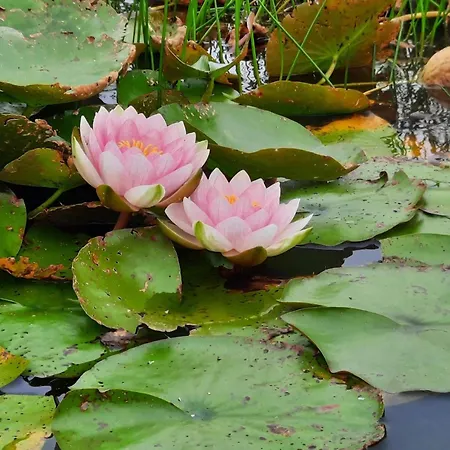 Feriehus 6 Person In Henne-by Traum Henne Strand