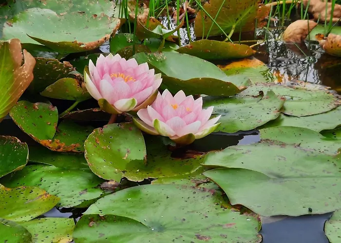 Tatil Evi 6 Person In Henne-by Traum Henne Strand